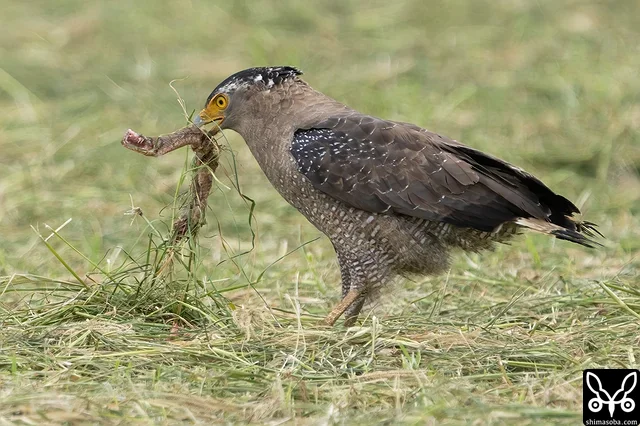 ハブを食うカンムリワシ。