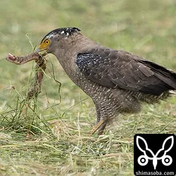 カンムリワシ、チョウゲンボウほか