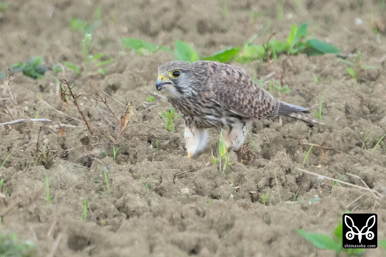 チョウゲンボウ