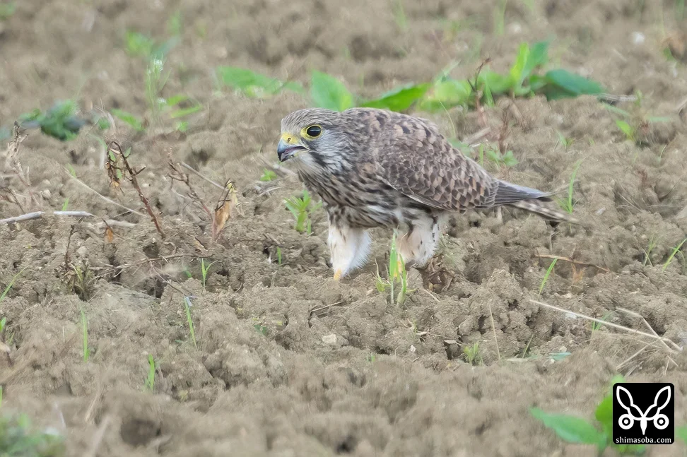 チョウゲンボウ