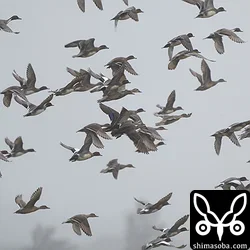 オナガガモ