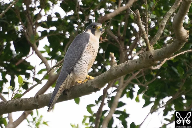 ハヤブサ成鳥オス。田んぼで越冬する鳥たちの脅威です…。^^;