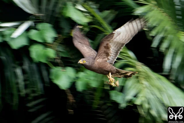 何か獲物を捕まえたようです。
