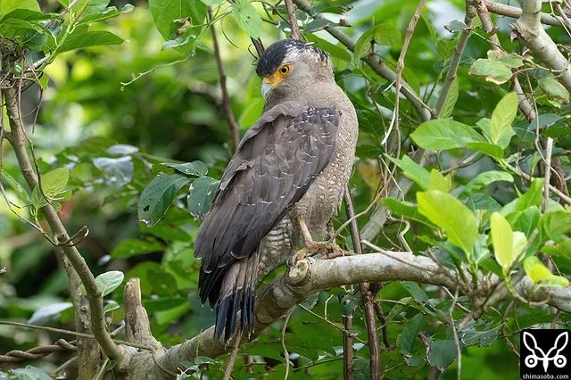カンムリワシ成鳥。繁殖シーズンがはじまり活発です。
