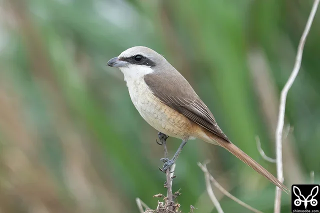 シマアカモズ成鳥メス。