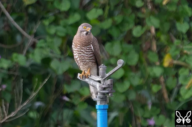 こちらは普通のサシバ。成鳥オス。
