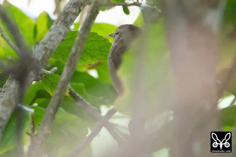 チョウセンウグイス