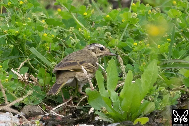 夏羽に変わりつつあるビンズイ成鳥。