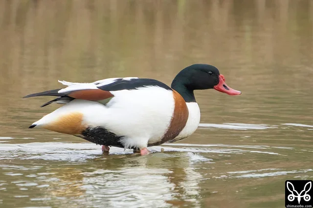 ツクシガモの成鳥オス。石垣島に成鳥が飛来するのは珍しいです。