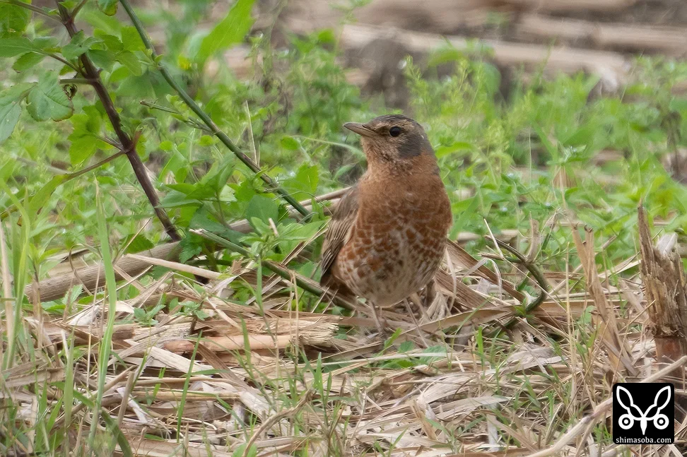 ハチジョウツグミ
