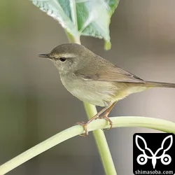 ウグイス