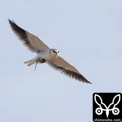 カタグロトビ