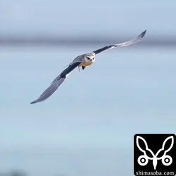カタグロトビ