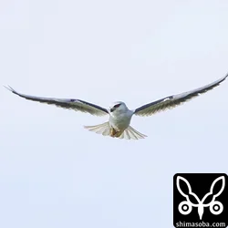 こちらは親鳥。警戒心の弱いペアなので近くで観察できます。