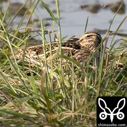 愛知県で鳥見