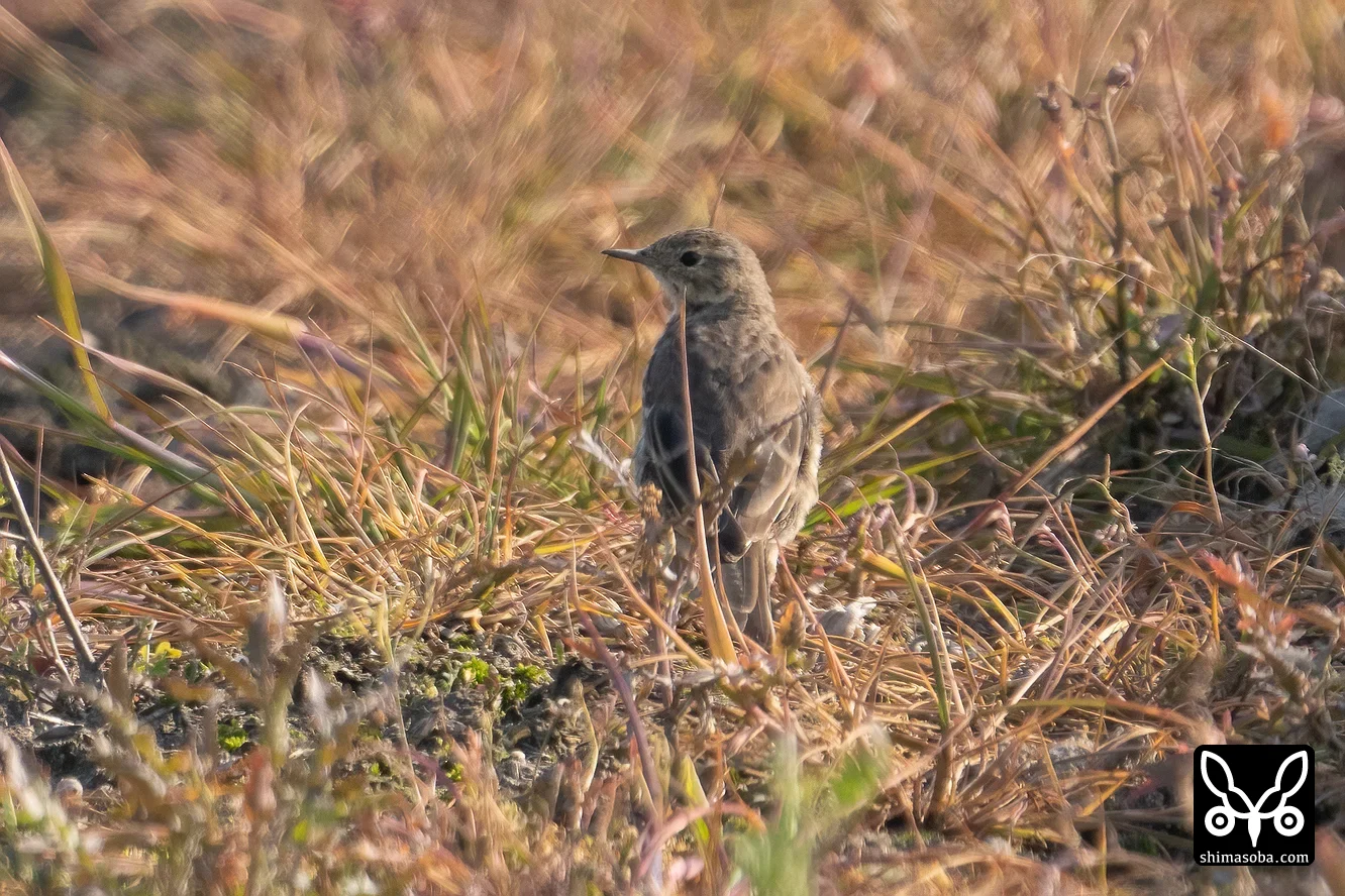 タヒバリ