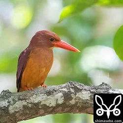 リュウキュウアカショウビン