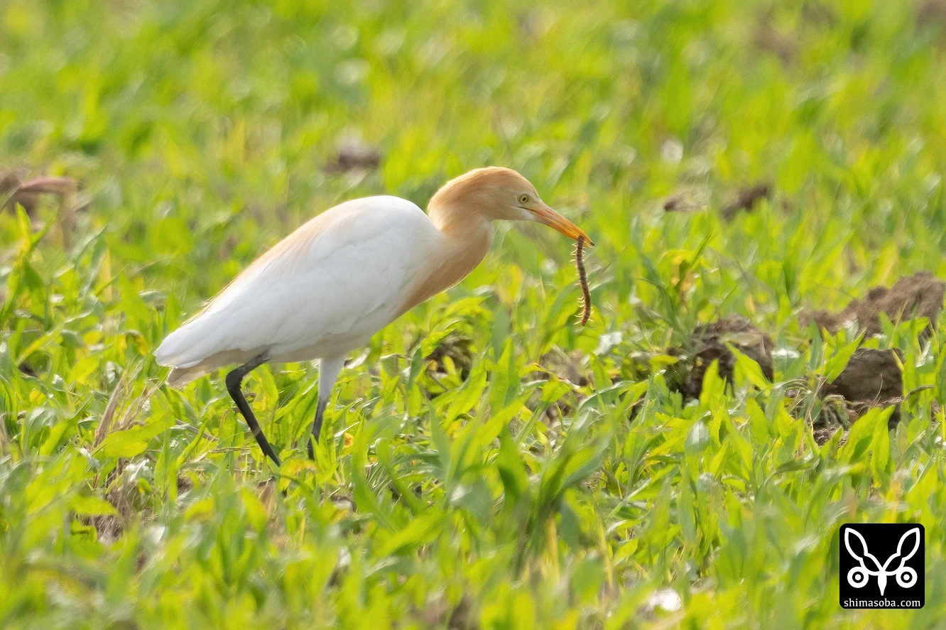 アマサギ