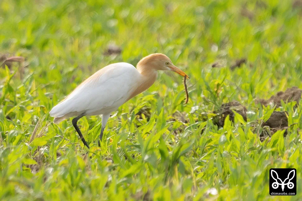 アマサギ
