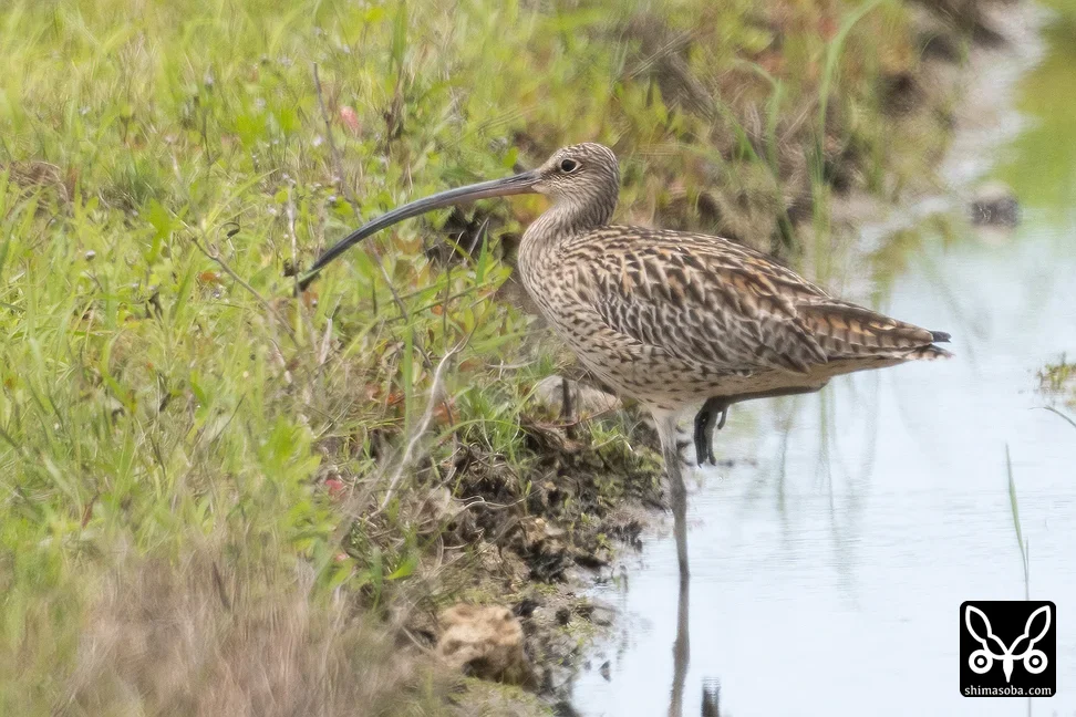 ホウロクシギ