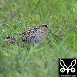 今季初ハリオシギ、越冬サンカノゴイ、ホウロクシギ飛来ほか