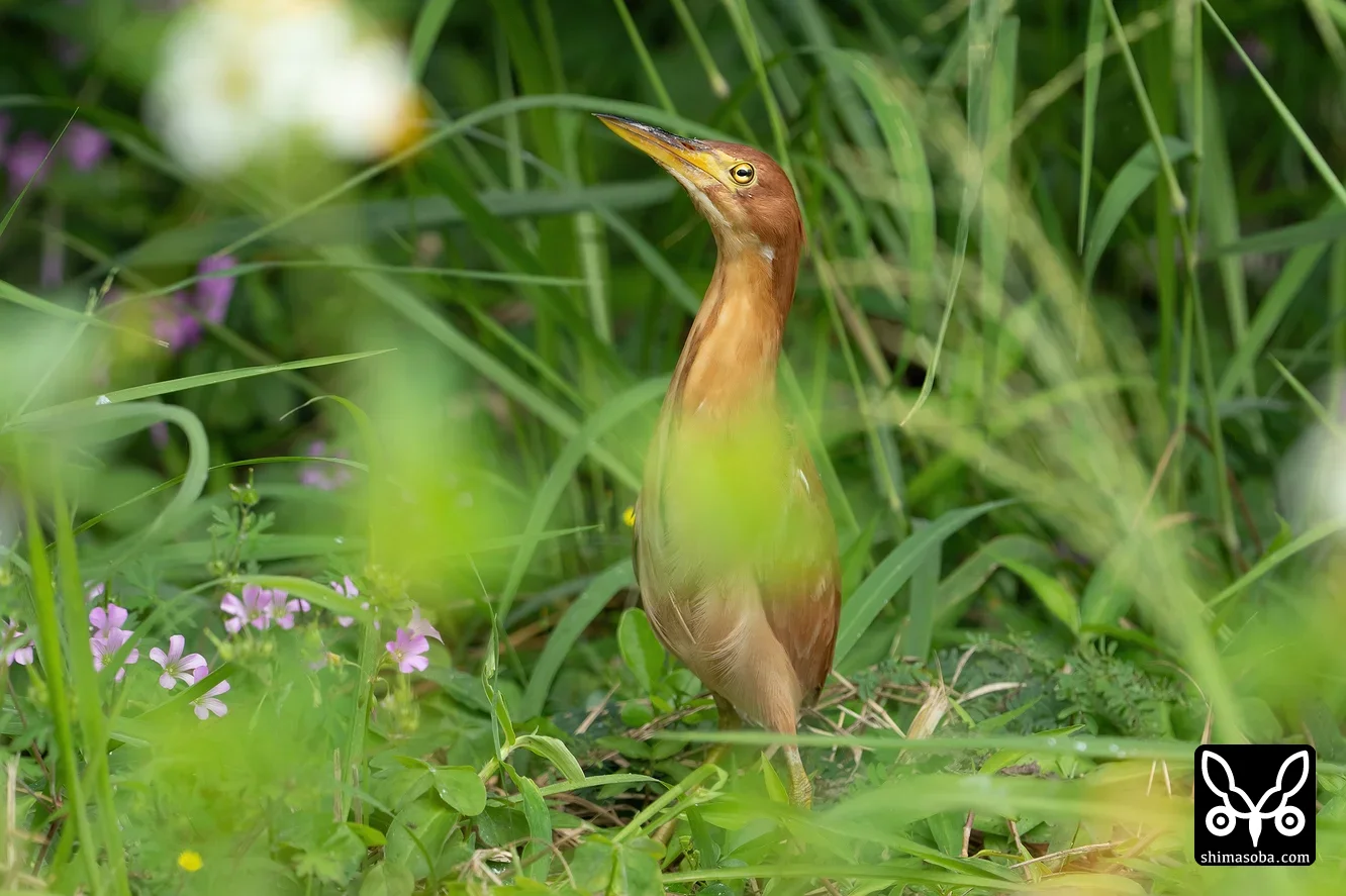 リュウキュウヨシゴイ