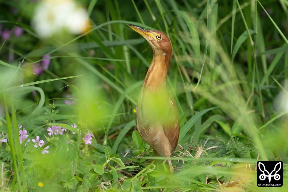 リュウキュウヨシゴイ