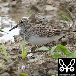 アメリカウズラシギ