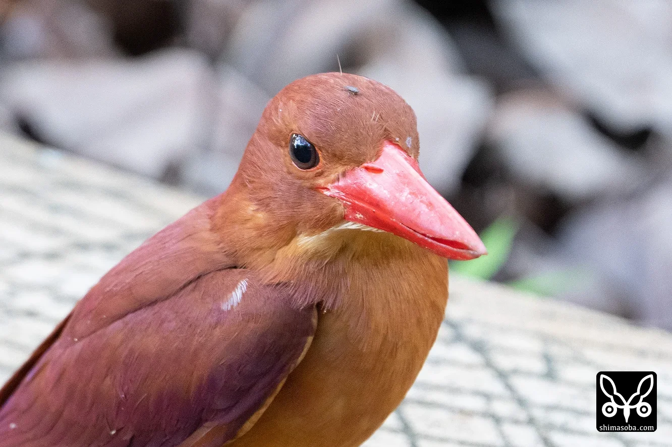 リュウキュウアカショウビン