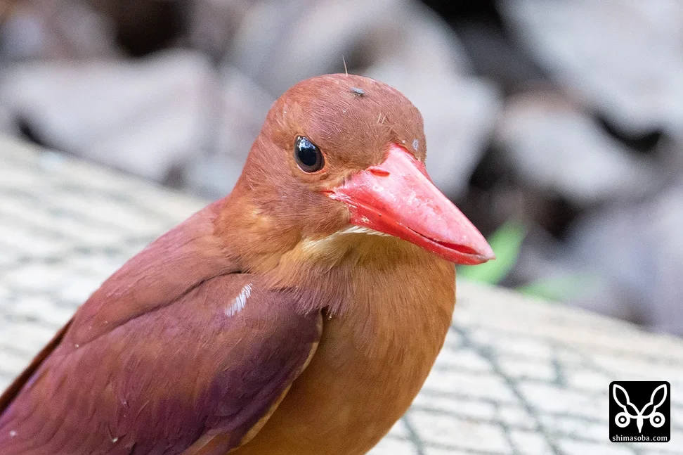 リュウキュウアカショウビン