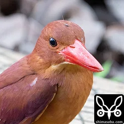 リュウキュウアカショウビン