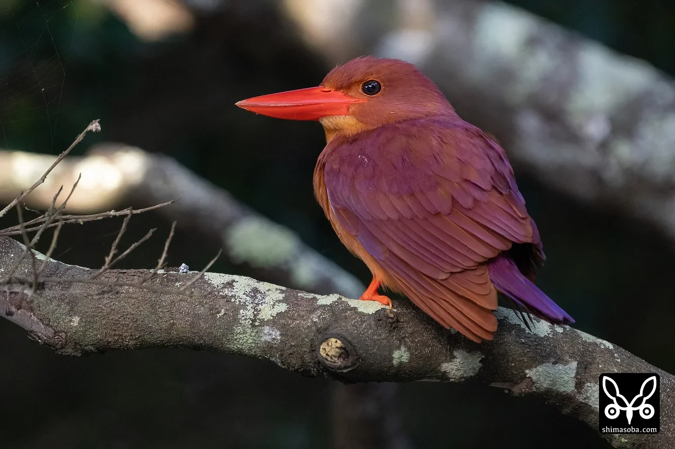 リュウキュウアカショウビン