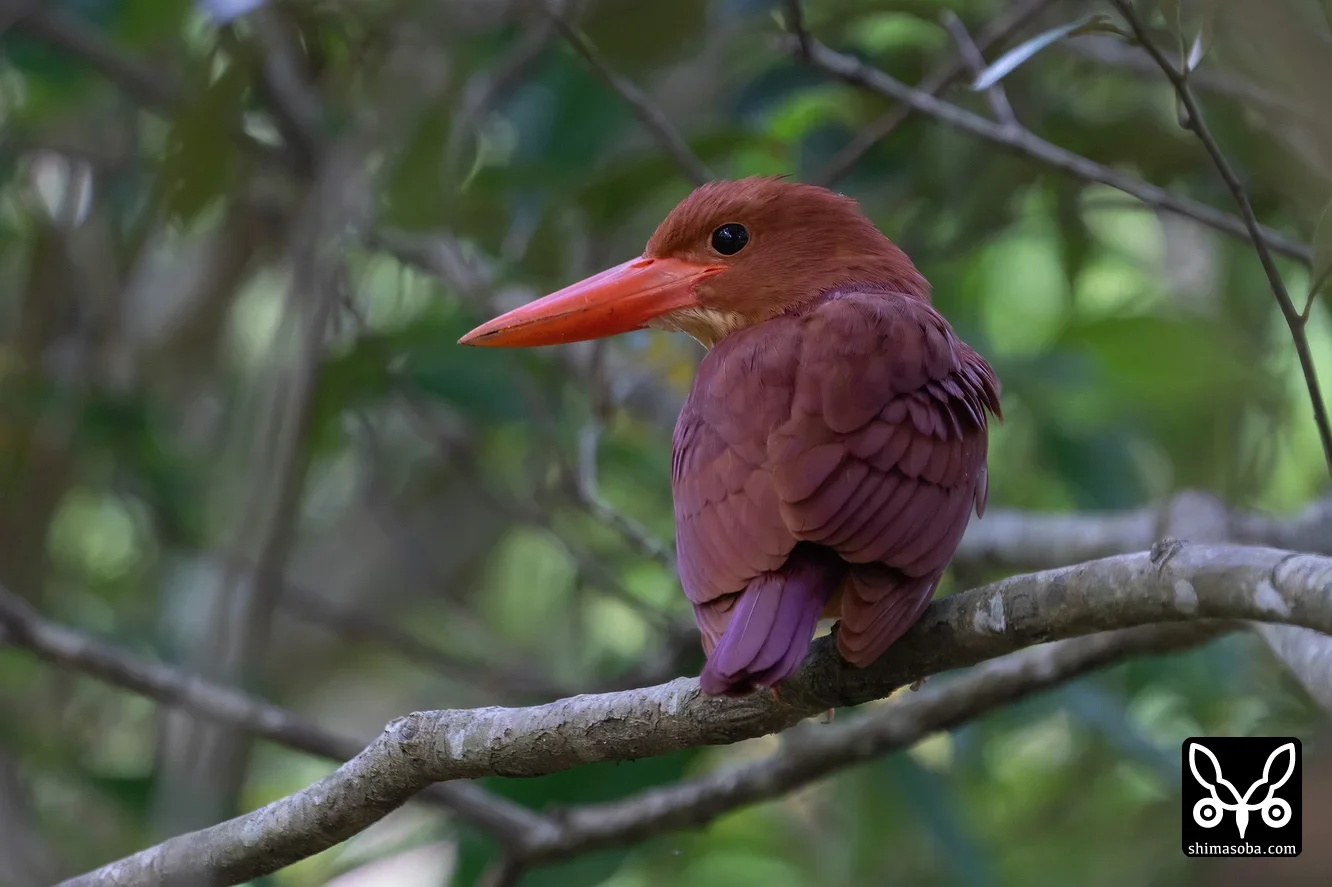 リュウキュウアカショウビン