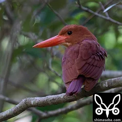 リュウキュウアカショウビン