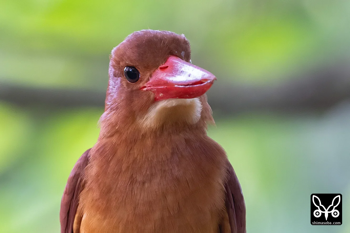 リュウキュウアカショウビン