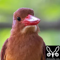 リュウキュウアカショウビン
