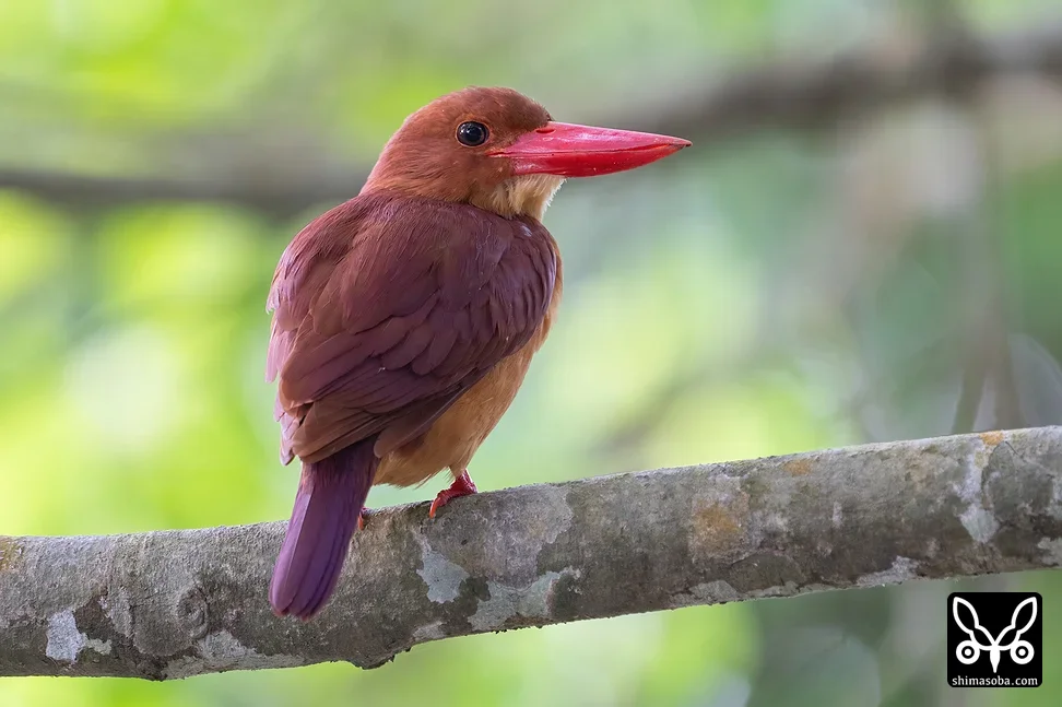 リュウキュウアカショウビン