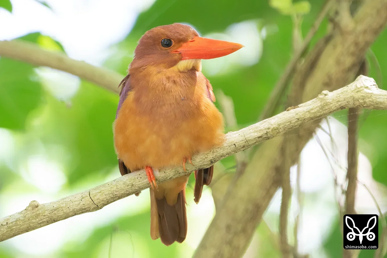 リュウキュウアカショウビン