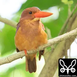 リュウキュウアカショウビン