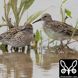 アメリカウズラシギ