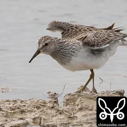 アメリカウズラシギ