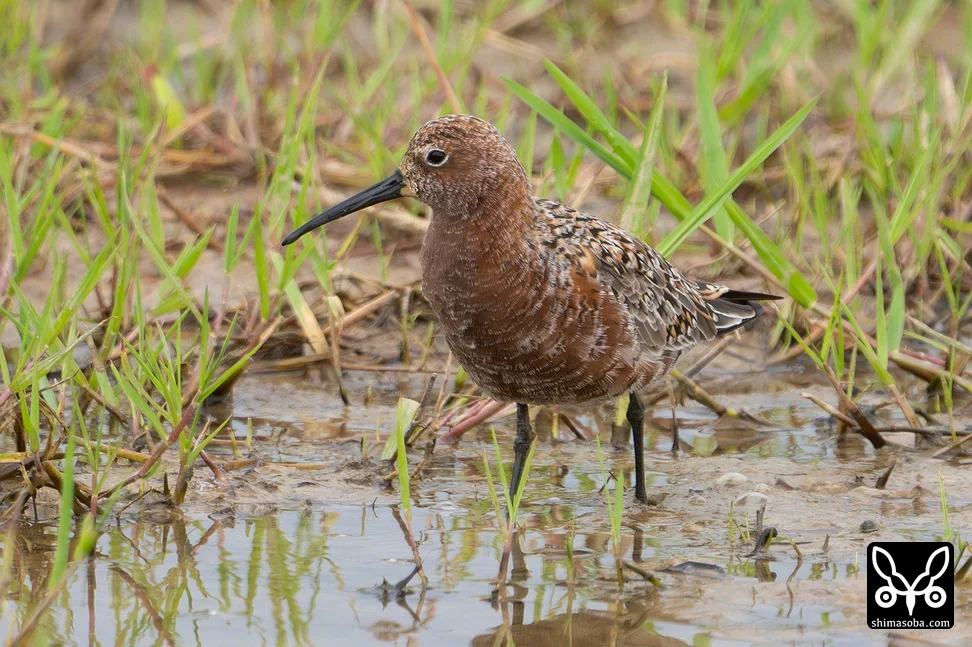 サルハマシギ