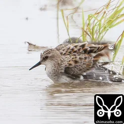 完全夏羽のヨーロッパトウネンの飛来を期待しています。