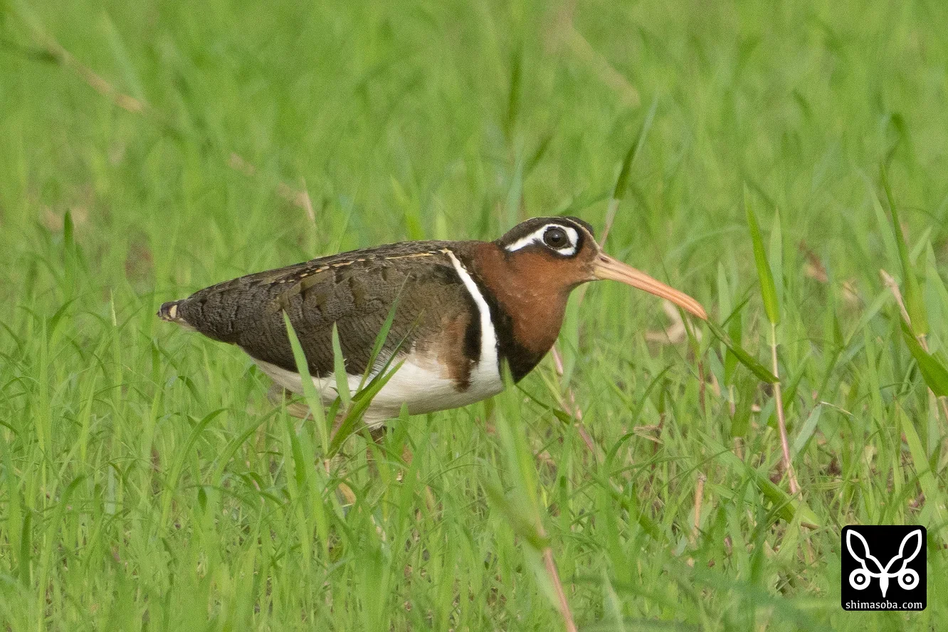 タマシギ