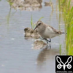ヨーロッパトウネン