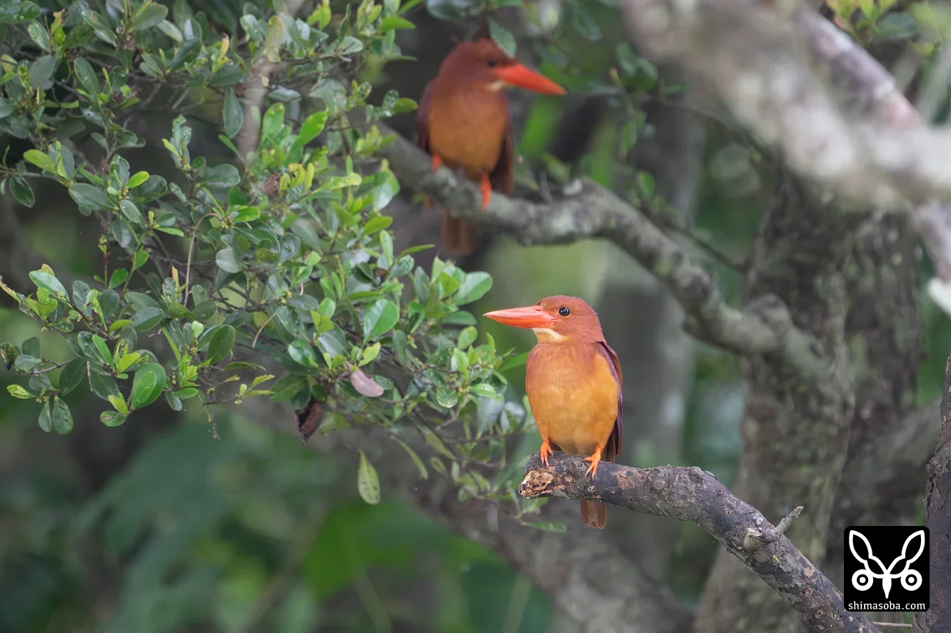 リュウキュウアカショウビン
