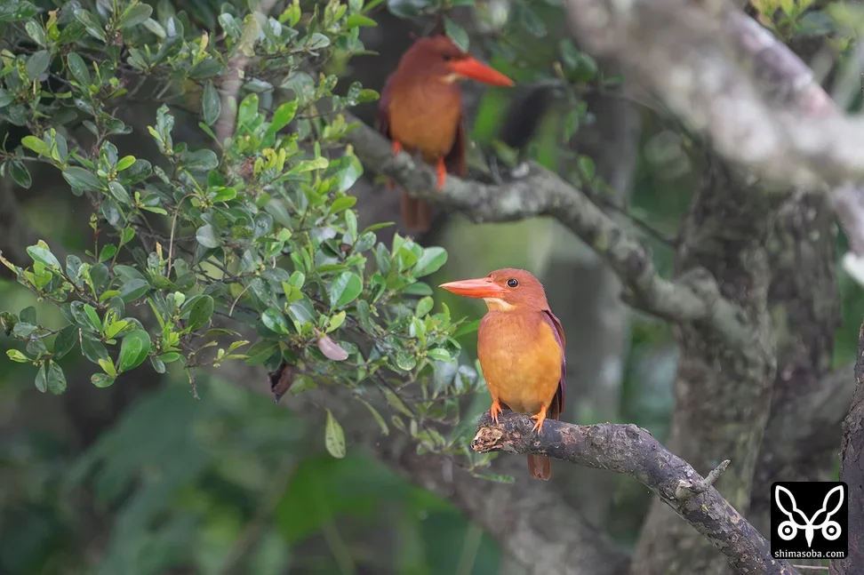 リュウキュウアカショウビン