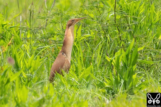 リュウキュウヨシゴイのオス夏羽。繁殖期に入り活発です。
