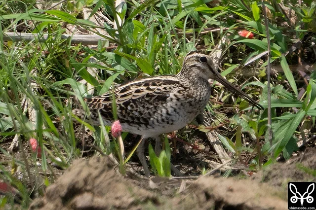 チュウジシギは複数羽を確認。個体は入れ替わっているようです。