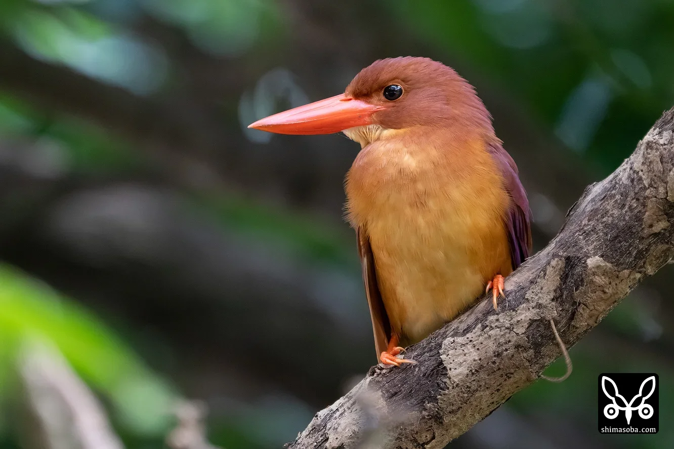 リュウキュウアカショウビン